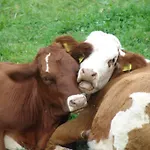 Zukaunighof Vakantieboerderij Diex