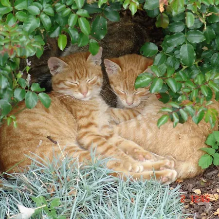 农家乐 Zukaunighof *