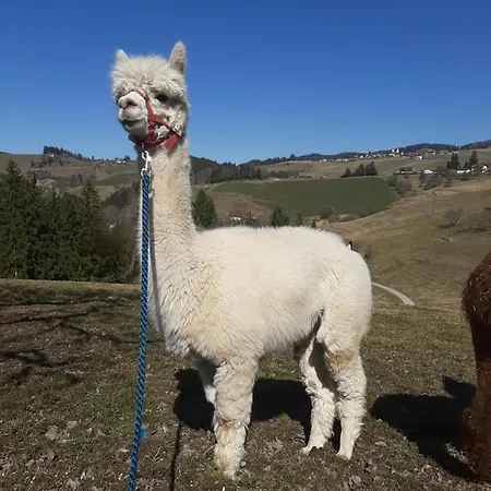 农家乐 Zukaunighof *