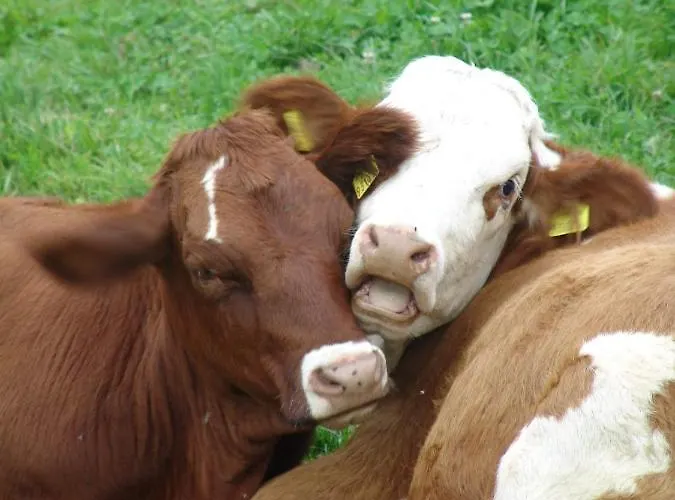 Zukaunighof Gospodarstwo agroturystyczne Diex